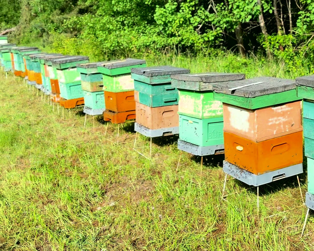 Rząd uli na skraju lasu